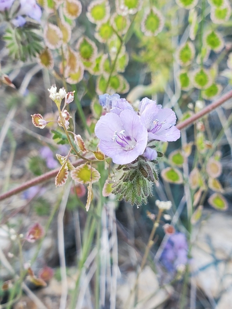 Phacelia gentryi photo 8