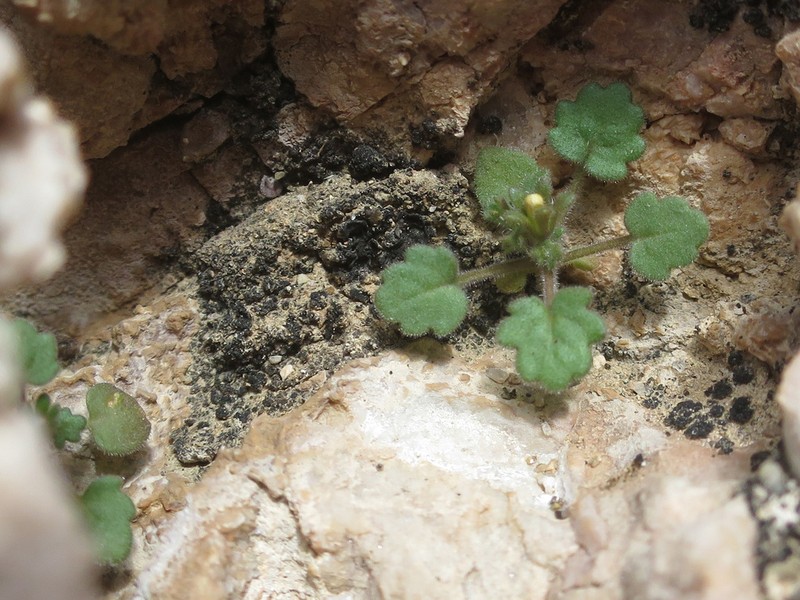 Geraniumleaf Phacelia