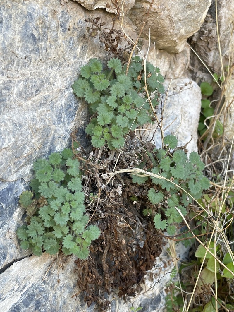 Geraniumleaf Phacelia photo 2