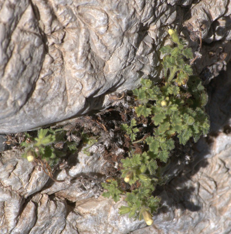 Geraniumleaf Phacelia photo 3