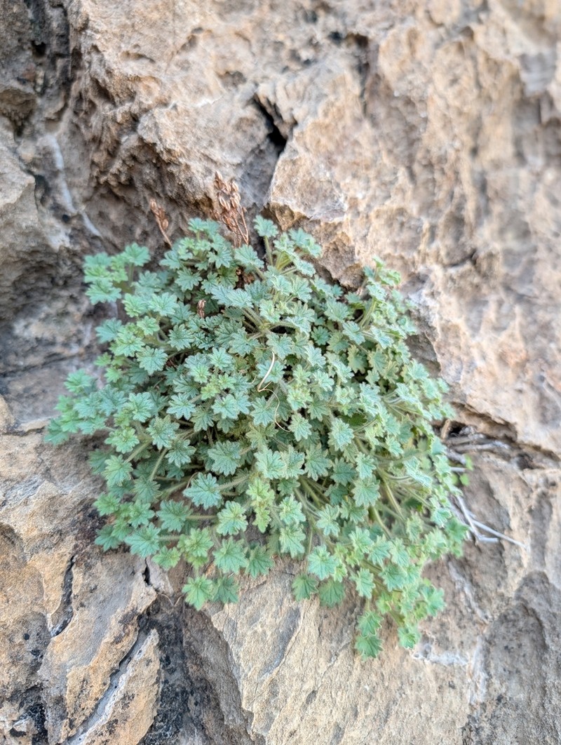 Geraniumleaf Phacelia photo 4