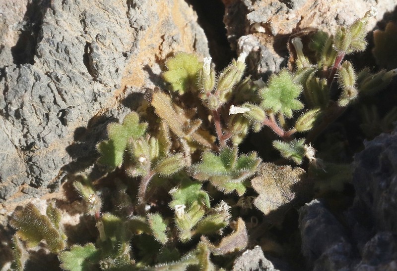 Geraniumleaf Phacelia photo 5