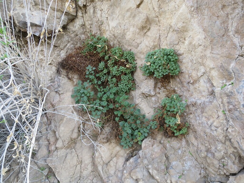 Geraniumleaf Phacelia photo 6