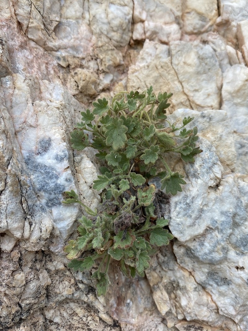 Geraniumleaf Phacelia photo 7