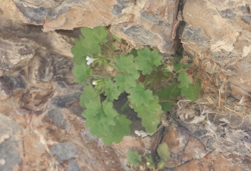 Geraniumleaf Phacelia photo 8
