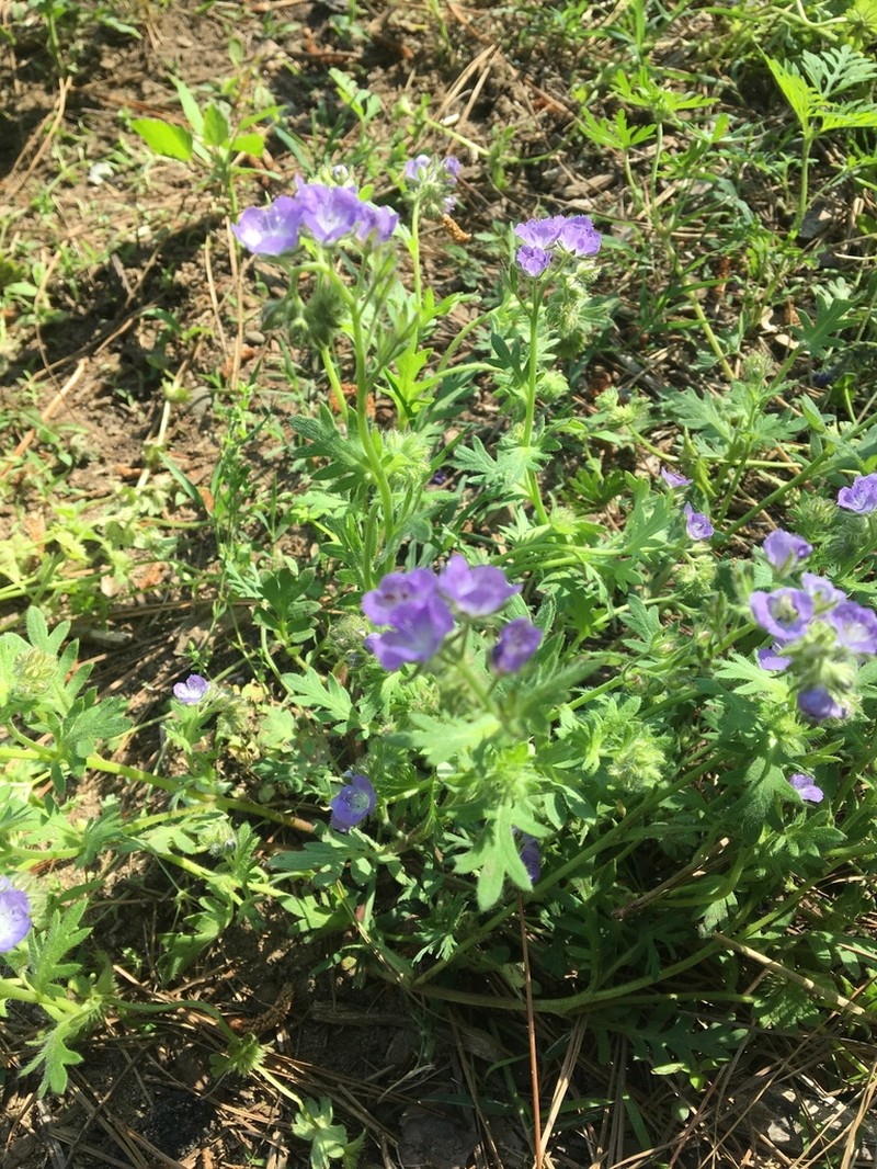 Brand's Phacelia