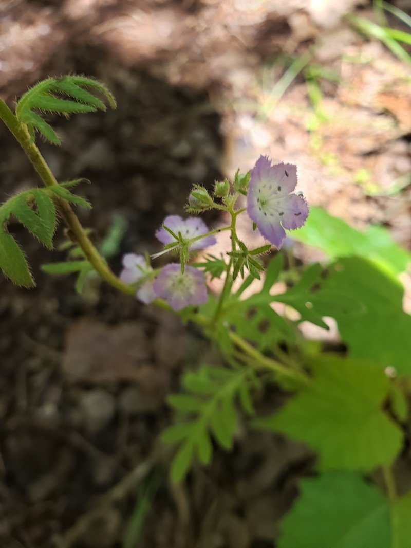 Brand's Phacelia photo 2