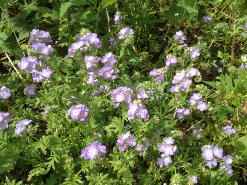 Brand's Phacelia photo 3