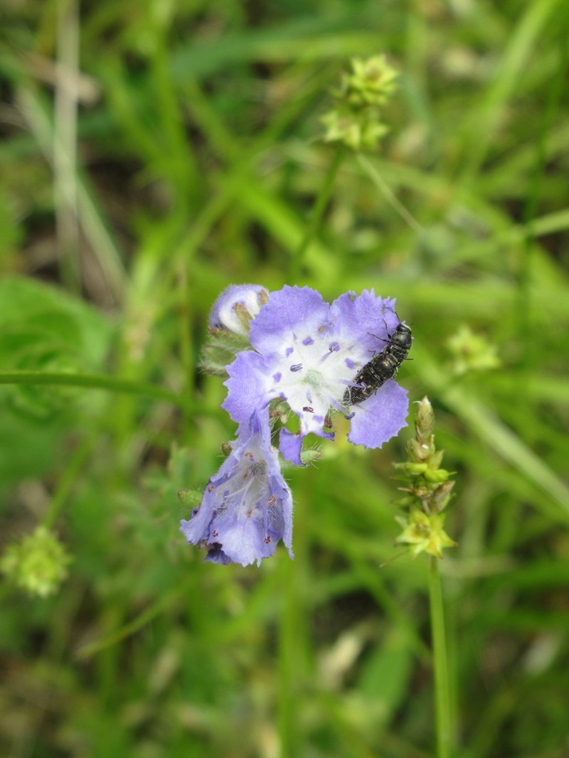 Brand's Phacelia photo 4
