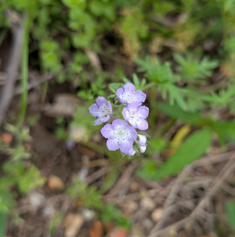 Brand's Phacelia photo 5