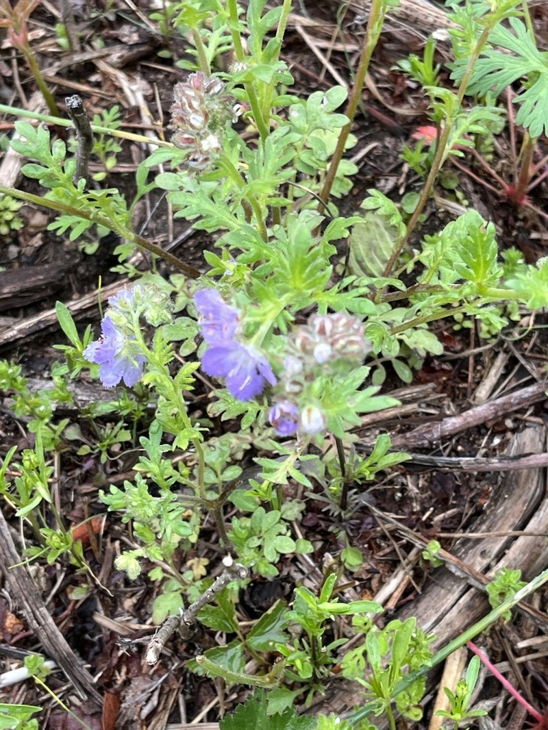 Brand's Phacelia photo 6