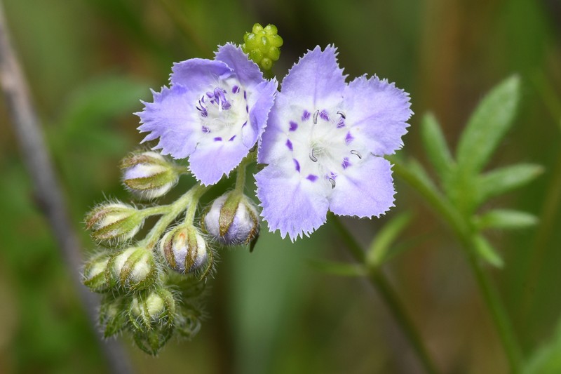 Brand's Phacelia photo 7