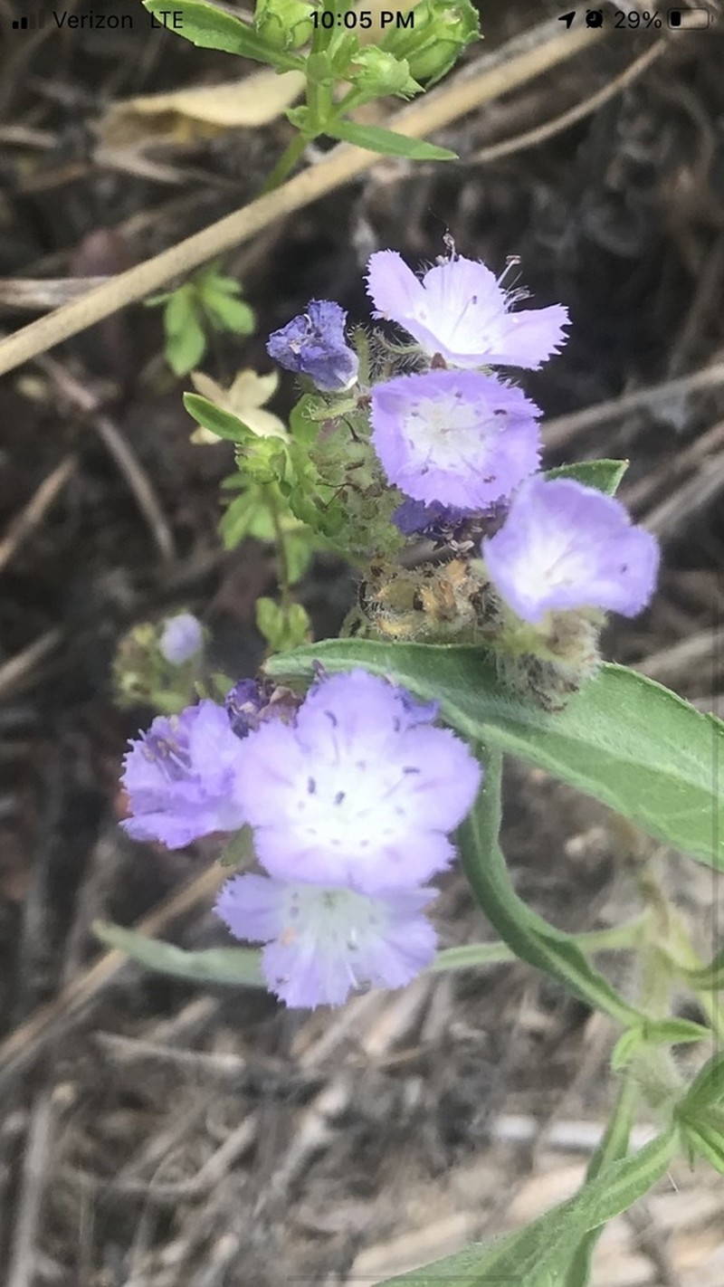Brand's Phacelia photo 8