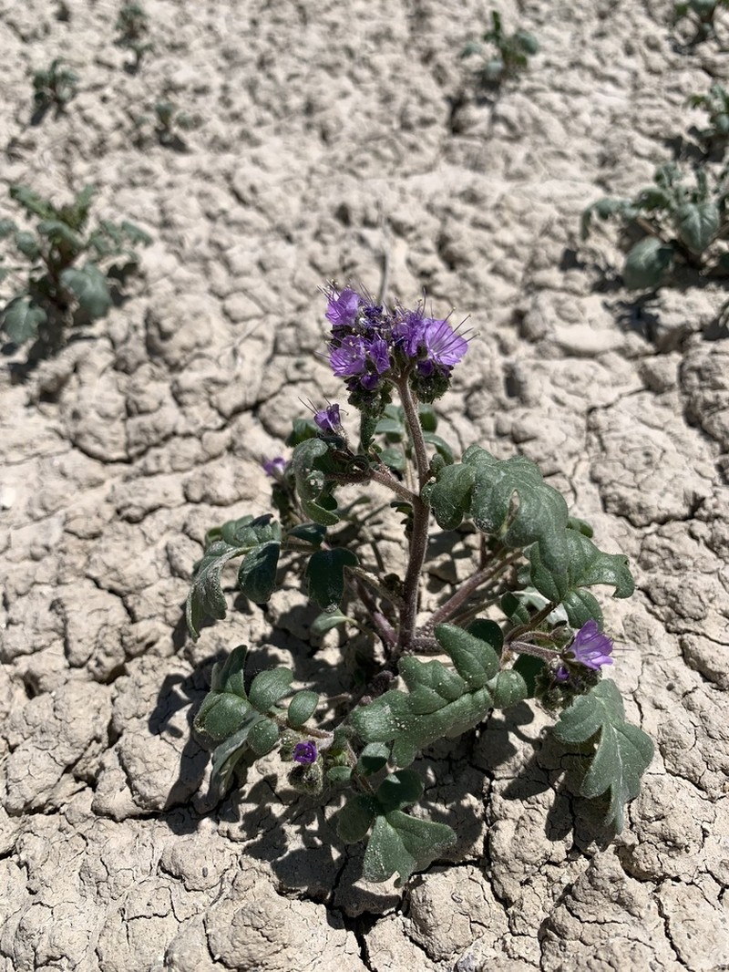 Gina's Phacelia