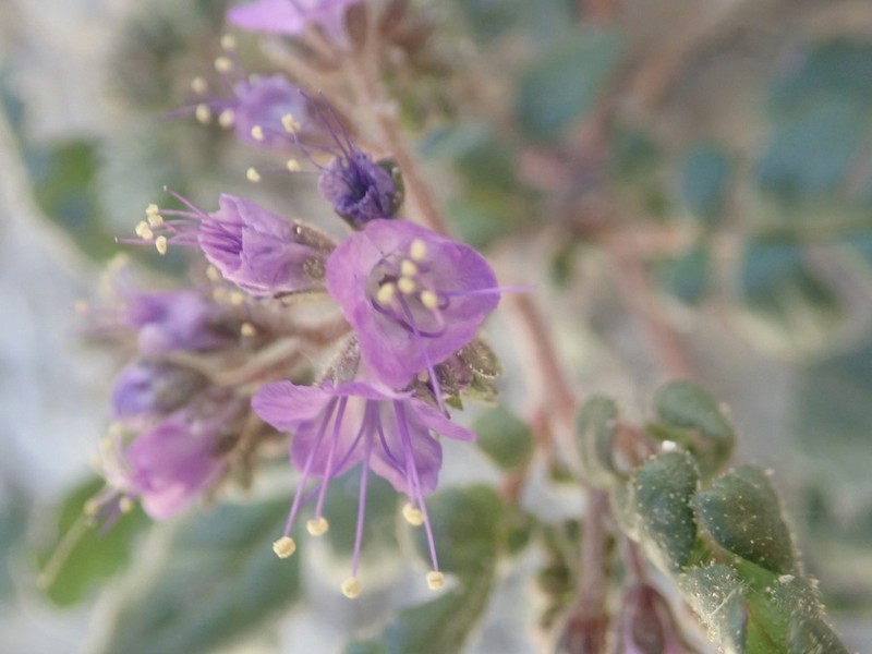 Gina's Phacelia photo 2