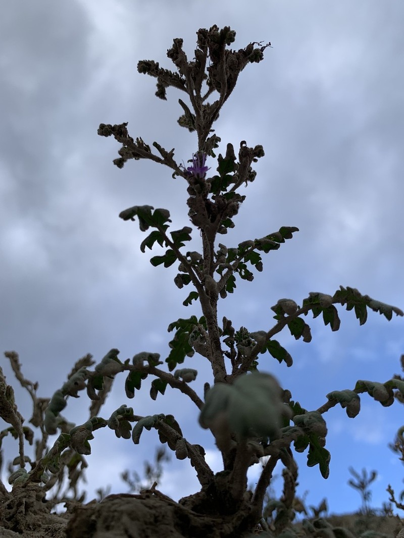 Gina's Phacelia photo 3