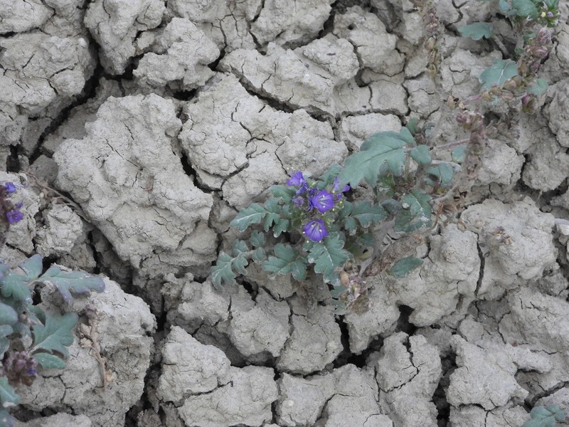 Gina's Phacelia photo 4
