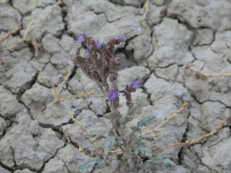 Gina's Phacelia photo 5