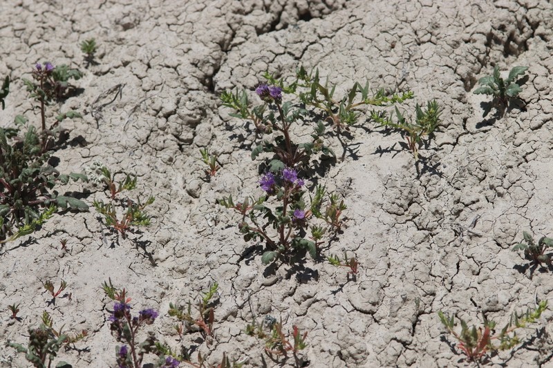 Gina's Phacelia photo 7