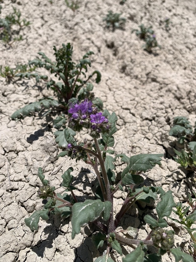 Gina's Phacelia photo 8