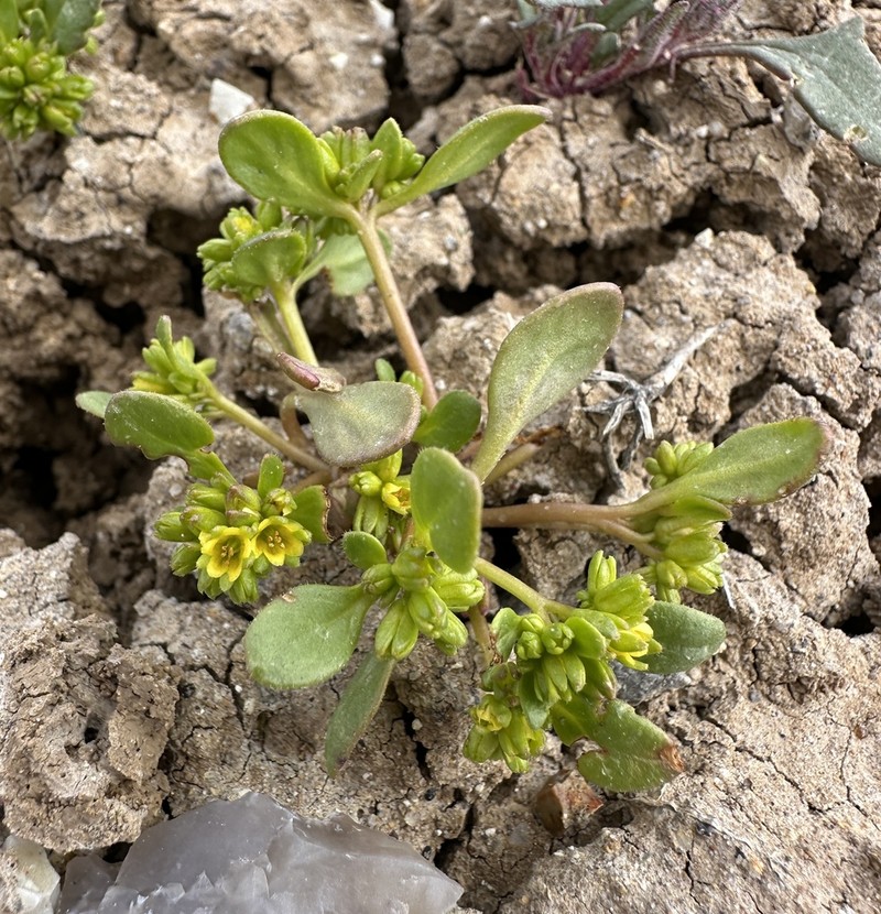 Southwestern Phacelia photo 3