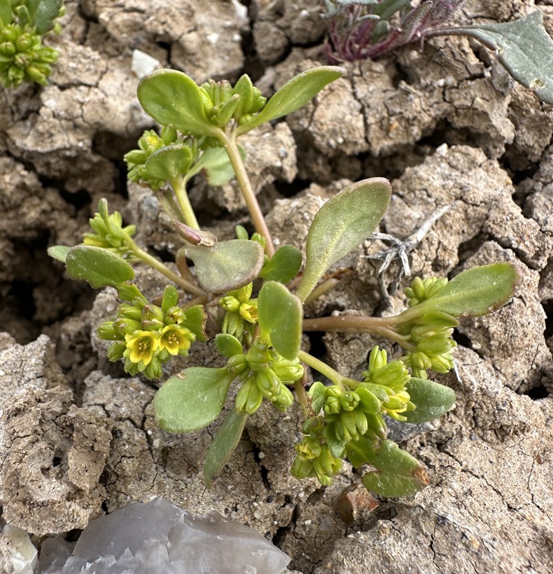 Southwestern Phacelia photo 4