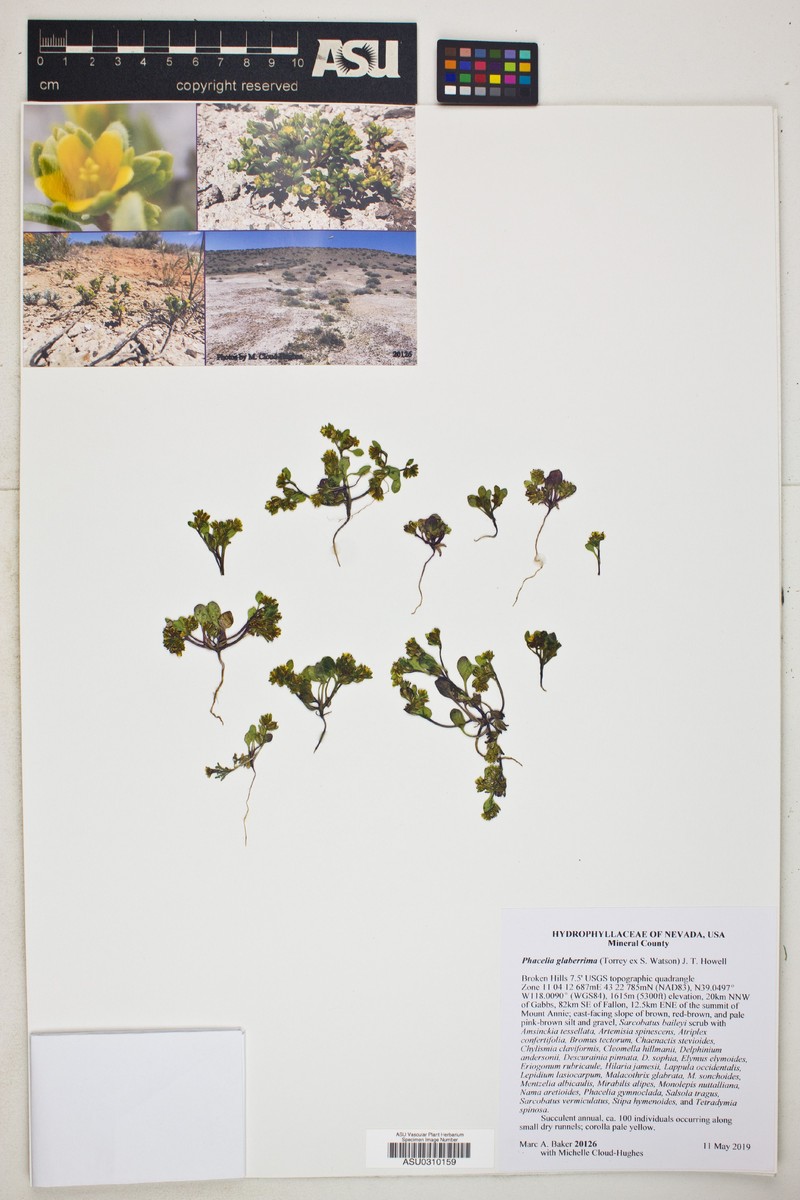 Southwestern Phacelia photo 6