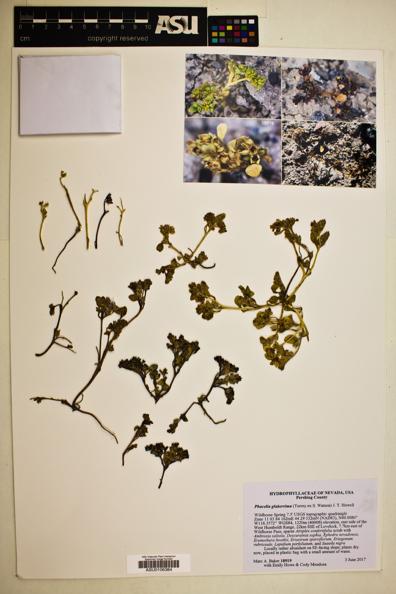 Southwestern Phacelia photo 7