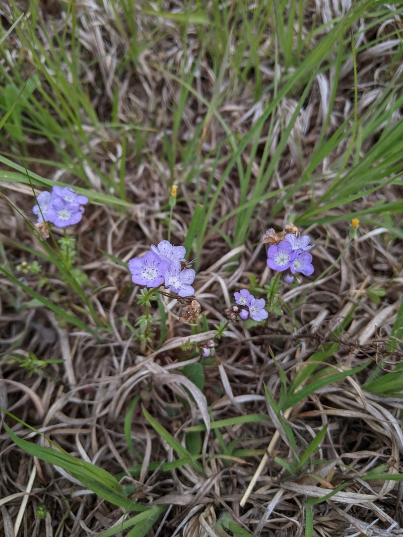 Smooth Phacelia