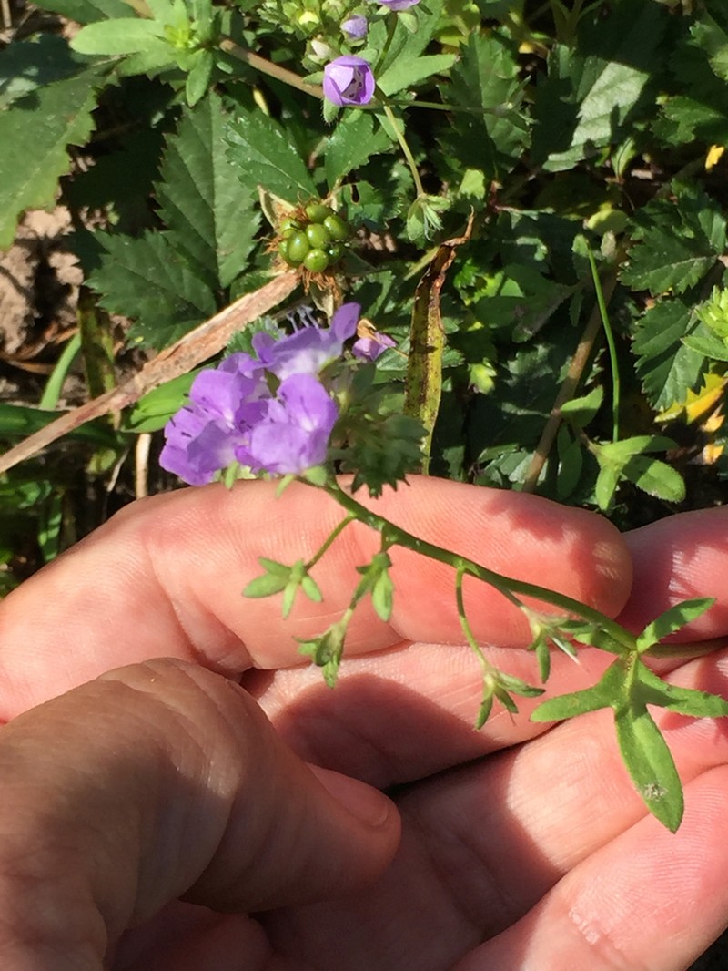 Smooth Phacelia photo 2
