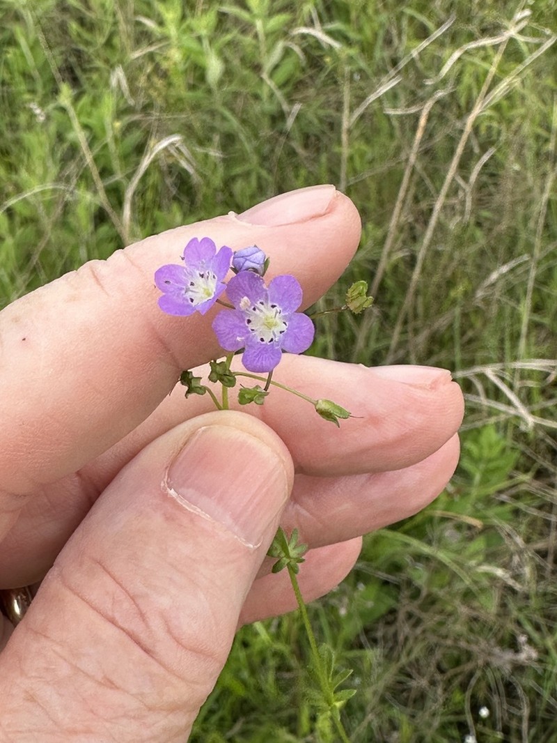Smooth Phacelia photo 3