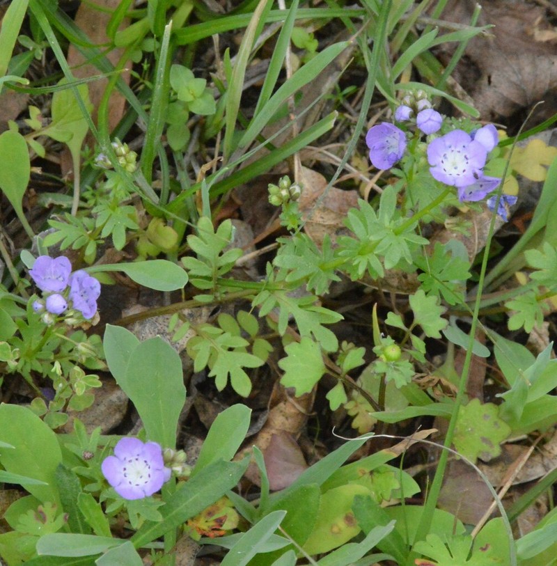 Smooth Phacelia photo 4