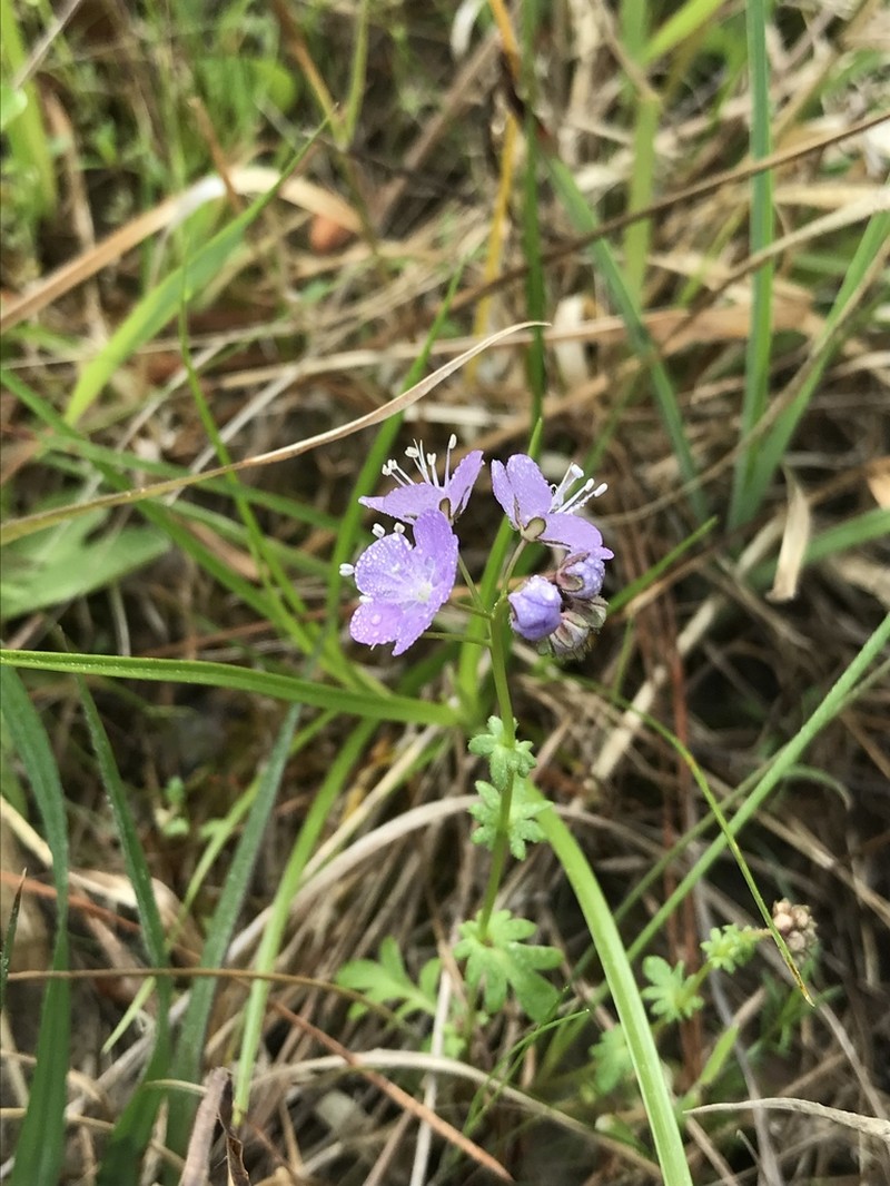 Smooth Phacelia photo 5