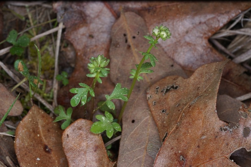Smooth Phacelia photo 6