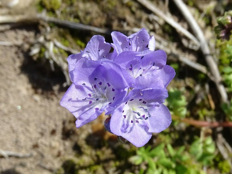 Smooth Phacelia photo 7