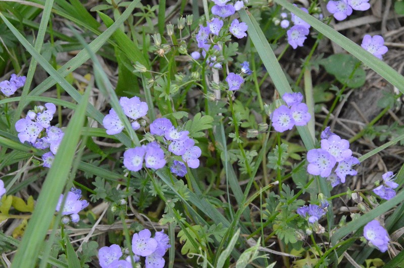 Smooth Phacelia photo 8