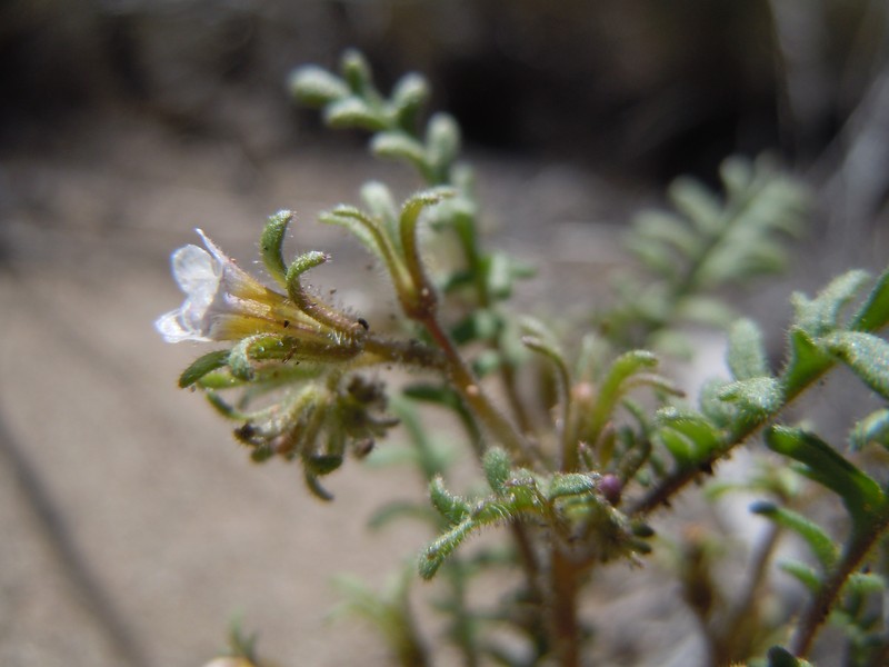 Sticky Phacelia photo 4