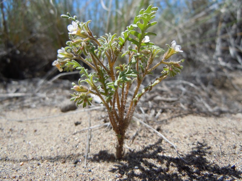 Sticky Phacelia
