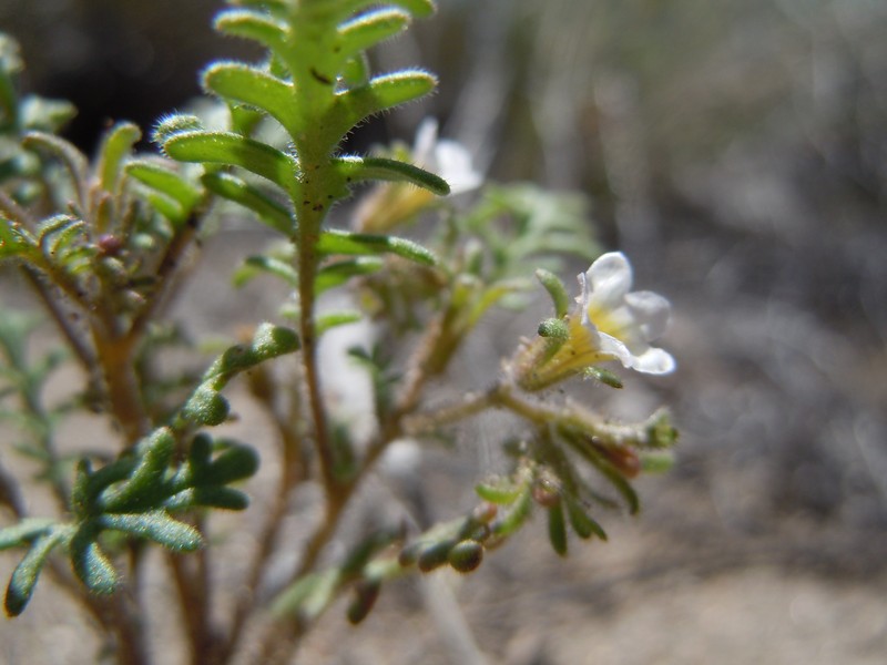 Sticky Phacelia photo 2