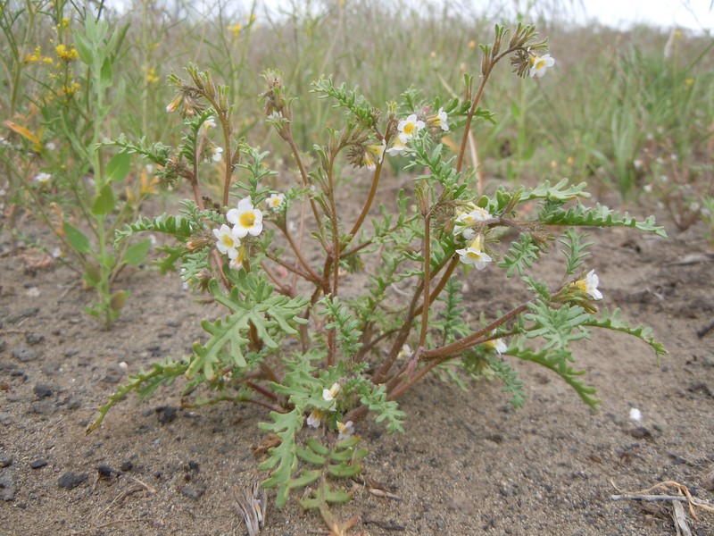 Sticky Phacelia photo 3