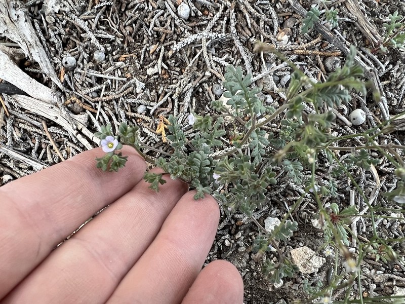 Sticky Phacelia