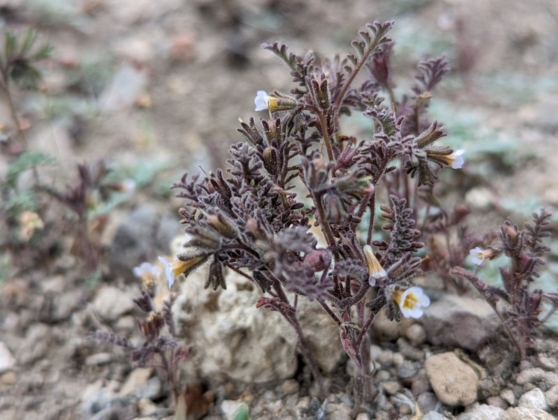 Sticky Phacelia photo 2