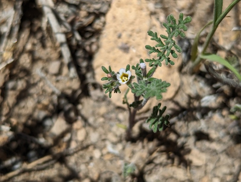 Sticky Phacelia photo 3