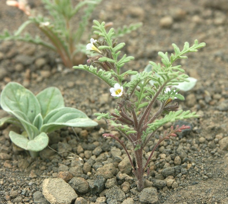 Sticky Phacelia photo 4