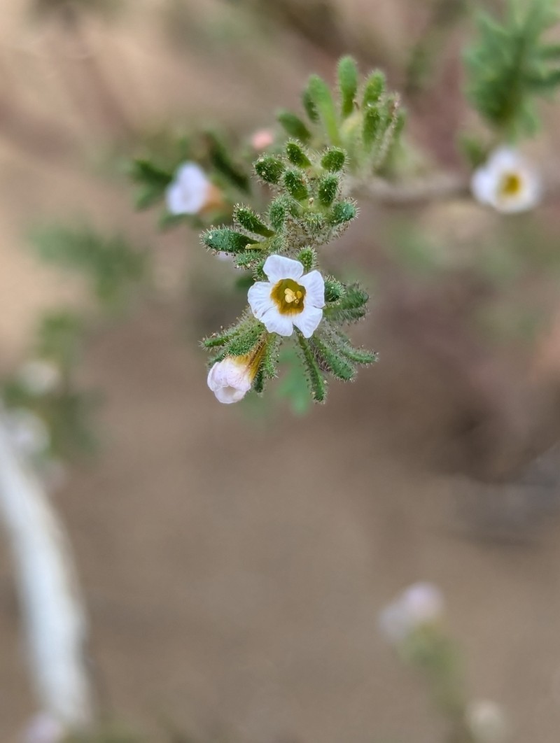 Sticky Phacelia photo 6