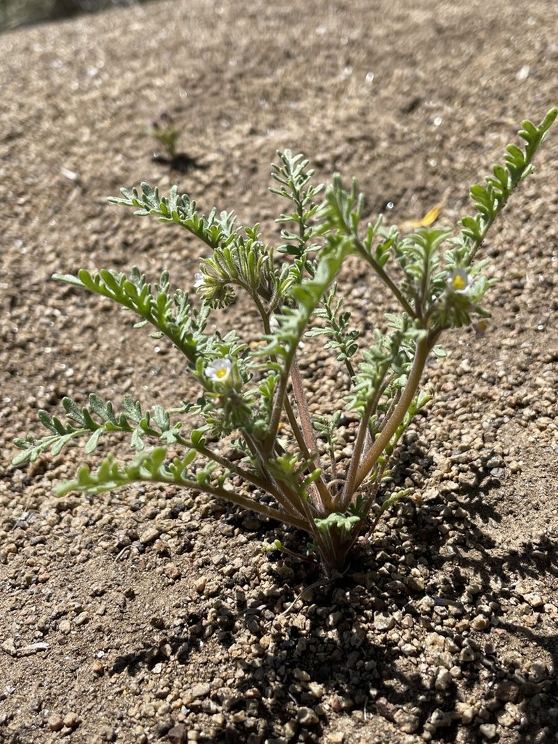 Sticky Phacelia photo 7