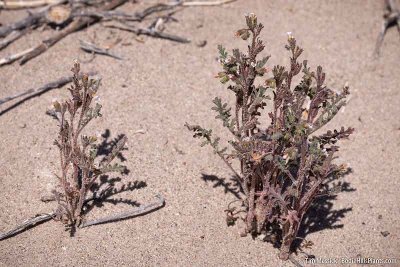 Sticky Phacelia photo 8