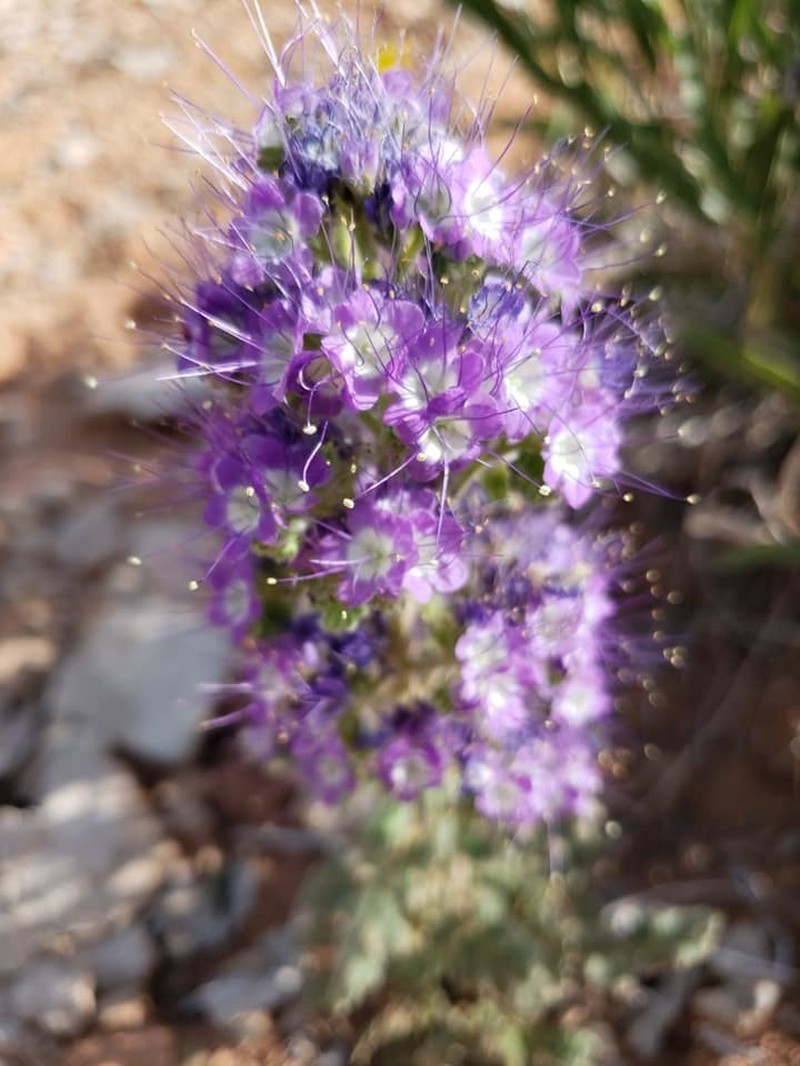 Glandular Phacelia