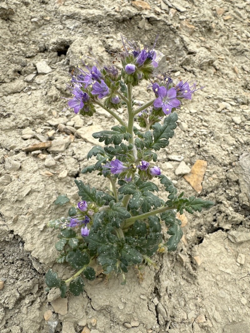 Glandular Phacelia photo 2