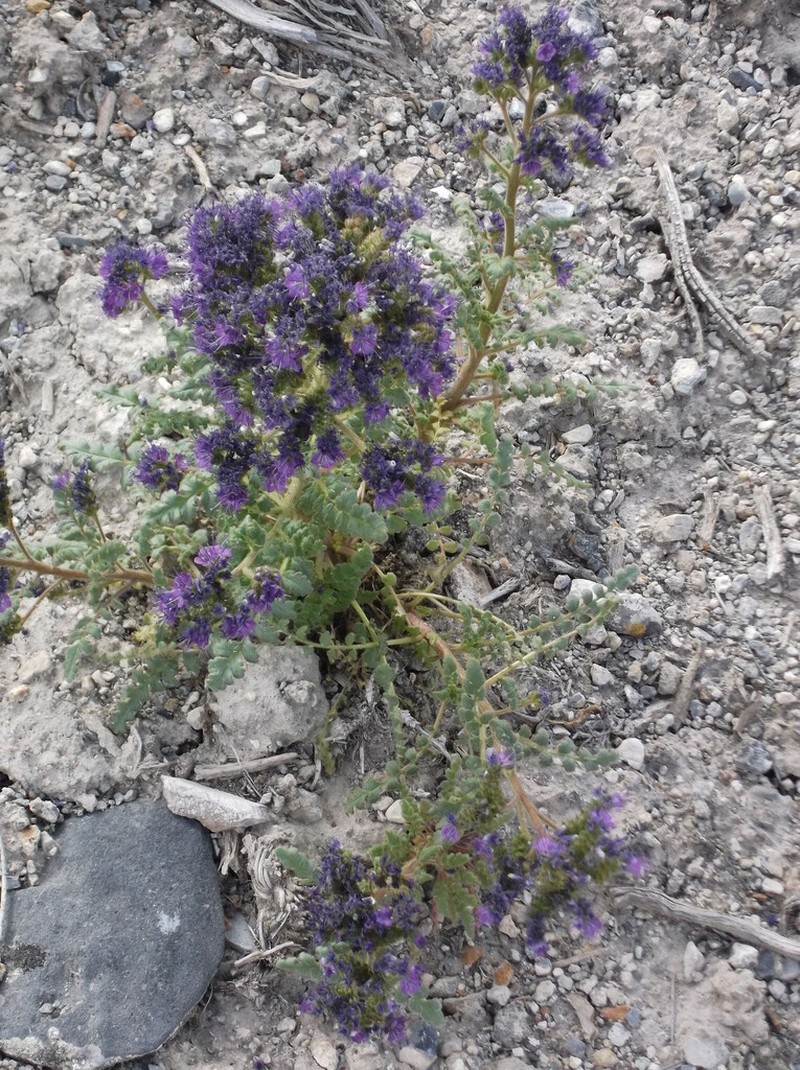 Glandular Phacelia photo 3